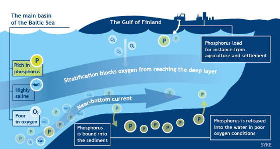 Cycle of Phosphorus in the Gulf of Finland